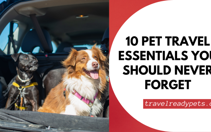 10 Pet Travel Essentials You Should Never Forget